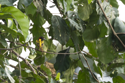 Village Weaver
