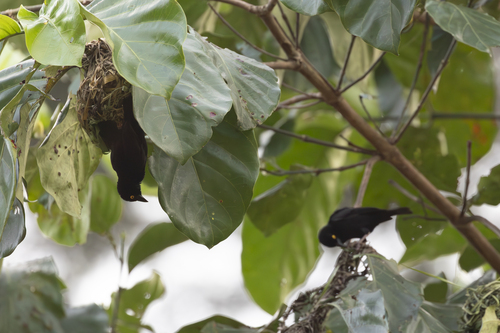Vieillot's Black Weaver