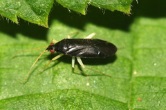 Phylus coryli