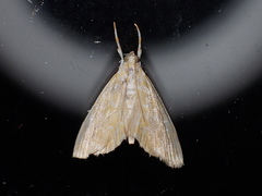 Glaphyria glaphyralis