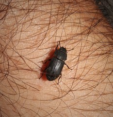 Opatroides punctulatus