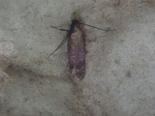 Gelechia albisparsella photo 5