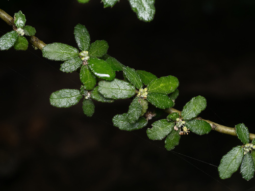 Image of Bernardia myricifolia by (c) Turner Brockman, some rights reserved (CC BY-SA)