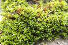 Grimmia lisae