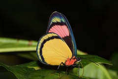 Batesia hypochlora