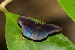 Anastrus neaeris