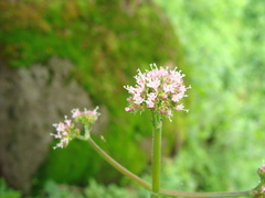 Valeriana urticifolia