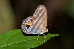 Chloreuptychia chlorimene