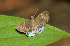 Quadrus contubernalis
