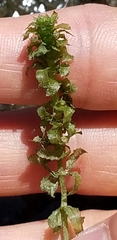 Hydrocharitaceae