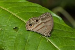 Megeuptychia antonoe