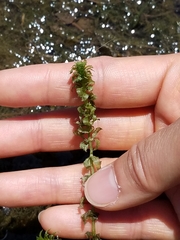 Hydrocharitaceae