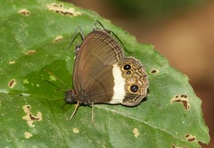 Splendeuptychia ashna