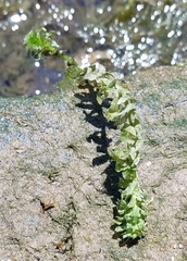 Hydrocharitaceae