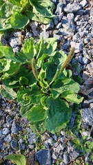 Plantago major