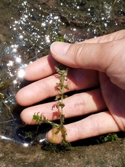 Hydrocharitaceae
