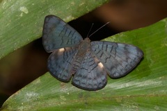 Emesis fastidiosa