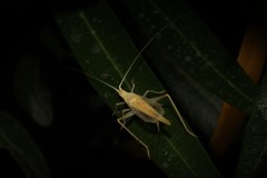 Oecanthus dulcisonans