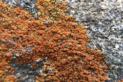 Polycauliona bolacina