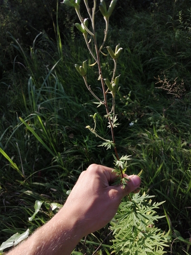 Aconitum baicalense (Aconitum baicalense)
