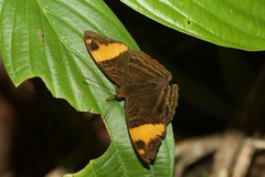 Adelpha boreas