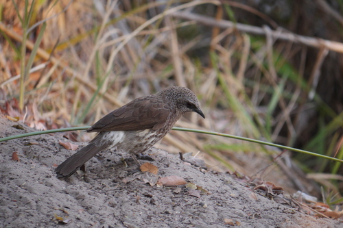 Hartlaub's Babbler (Turdoides hartlaubii), photo 3