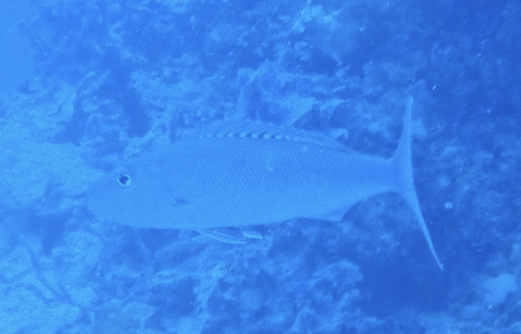 Green jobfish