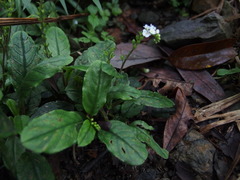 Trigonotis formosana