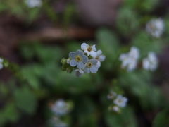 Trigonotis formosana