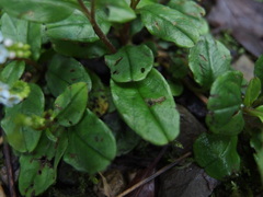 Trigonotis formosana