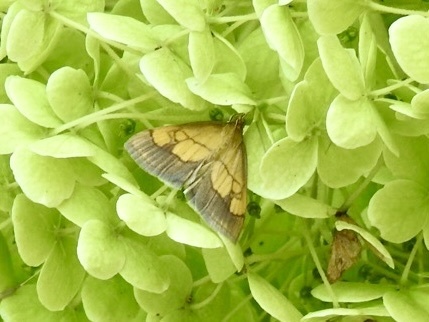 Dark Bordered Pearl, Leemzeulder, Laren, North Holland, NL, photo 5 of 10