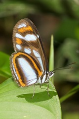 Vila azeca