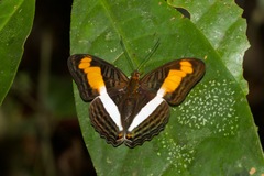 Adelpha plesaure