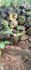 Curcuma aromatica, photograph (c) Mittal Gala, some rights reserved (CC BY)