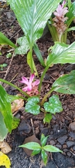 Curcuma aromatica, photograph (c) Mittal Gala, some rights reserved (CC BY)