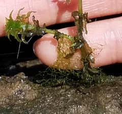 Hydrodictyon reticulatum