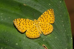 Argyrogrammana