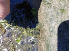 Hydrodictyon reticulatum