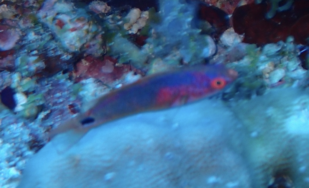 Exquisite wrasse