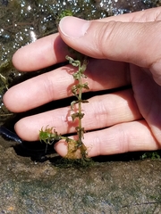 Hydrodictyon reticulatum