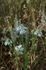Nigella arvensis