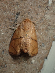 Apoda y-inversa