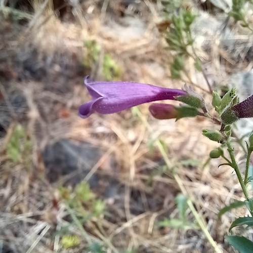Image of Penstemon richardsonii by no rights reserved