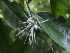 Capparis sabiifolia