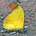 Mariposa Azufre de Bandas Naranja - Photo (c) Eduardo Axel Recillas Bautista, algunos derechos reservados (CC BY-NC), subido por Eduardo Axel Recillas Bautista