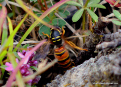 Vespula nursei