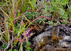 Vespula nursei