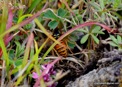 Vespula nursei