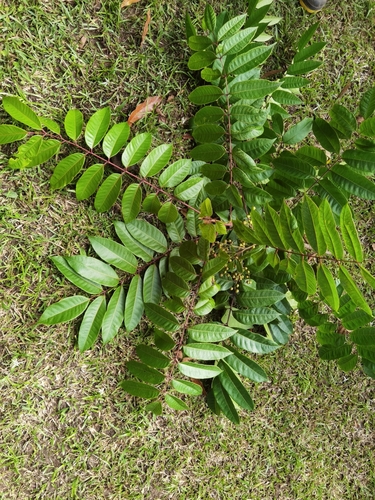 manzanillo (Toxicodendron striatum)