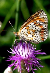 Melitaea phoebe
